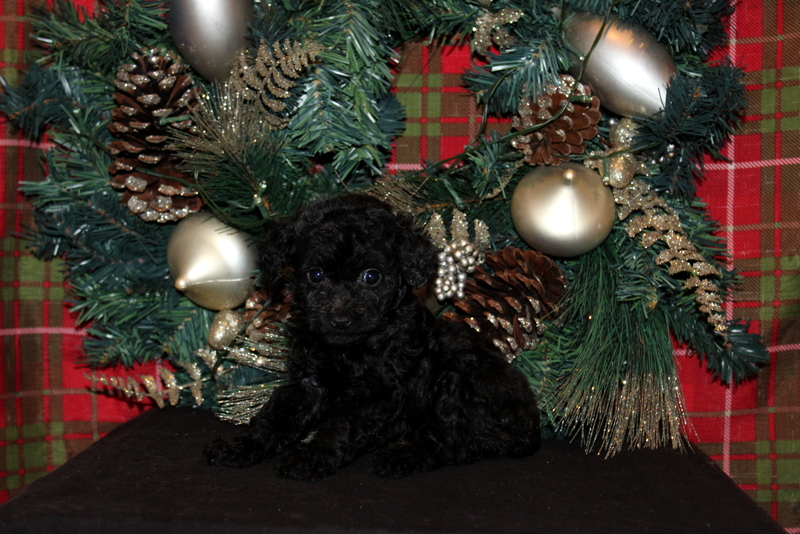 puppy, for, sale, Mini Poodle, Matthew B. Stoltzfus, dog, breeder, Gap, PA, dog-breeder, puppy-for-sale, forsale, nearby, find, puppyfind, locator, puppylocator, aca